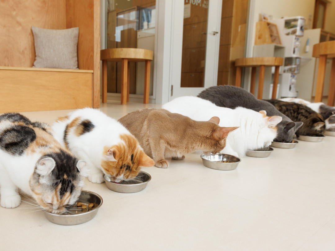 Cat Café Moff Iias Okinawa Toyosaki景点图片