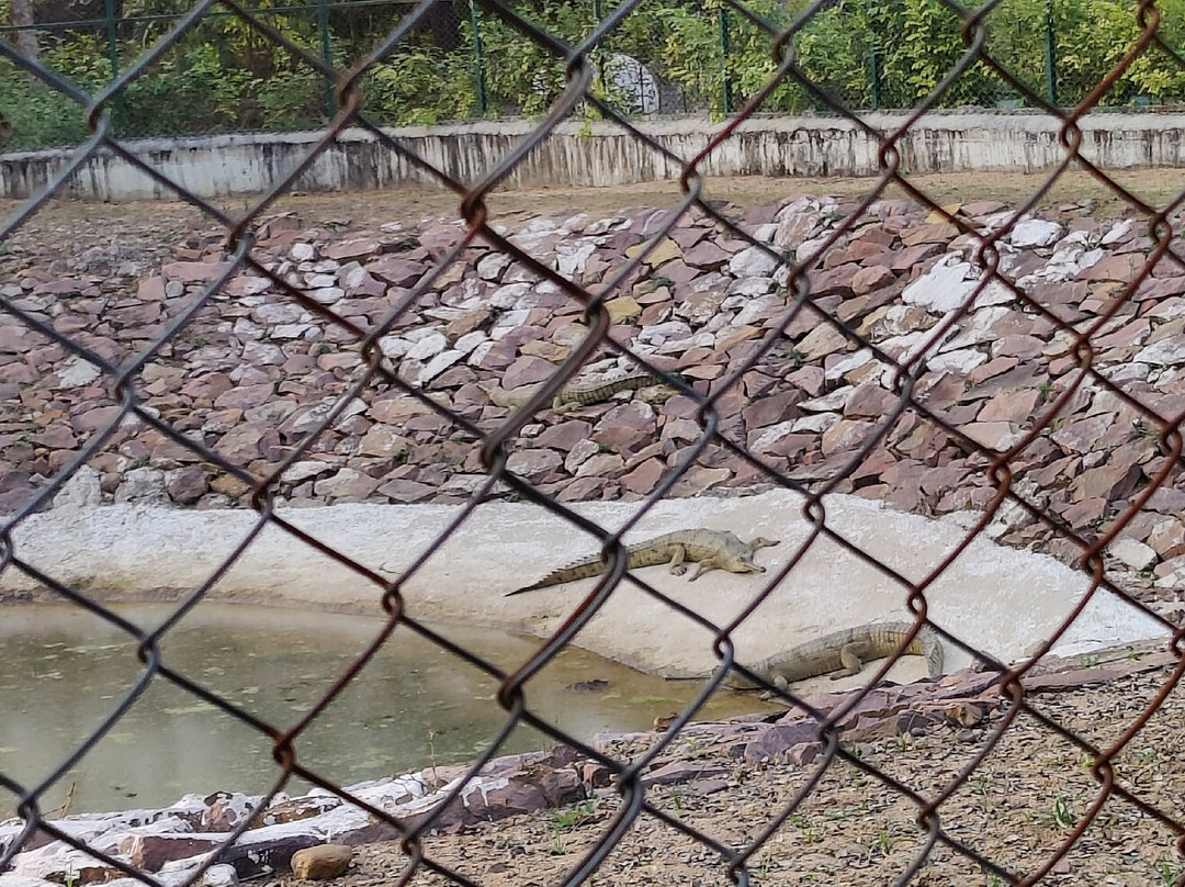 White Tiger Safari Rewa景点图片