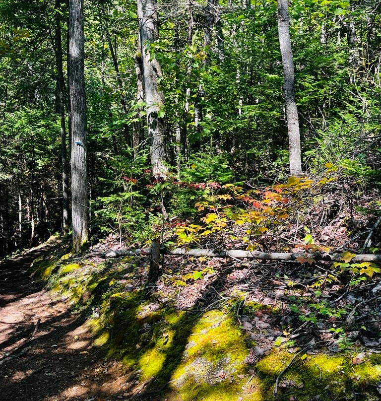 Sentier De La Forêt Marine-Saint-Joseph-de-la-Rive必去景点
