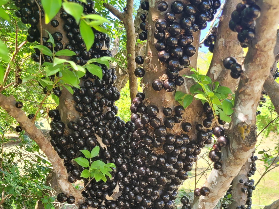 Vinicola Jabuticabal-Hidrolandia必去景点