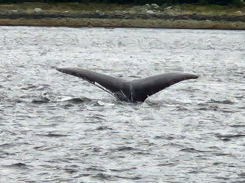 Whale Watching and Wildlife Quest-朱诺必去景点
