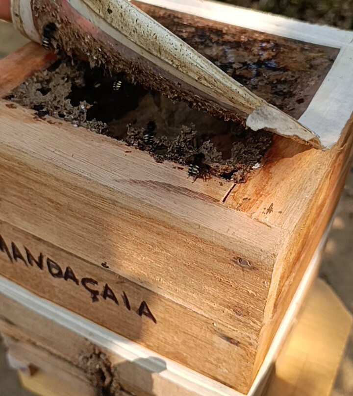 Apiário Flores da Serra-蒙特贝尔德必去景点