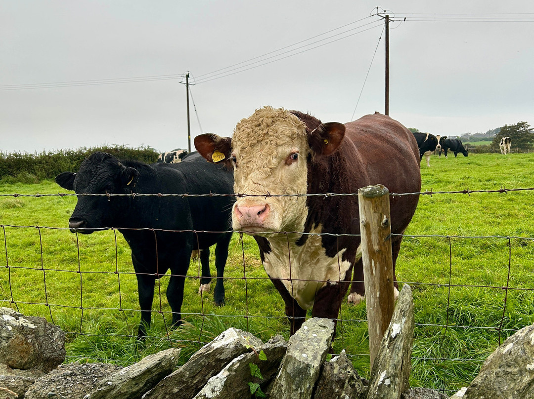 Cae'r Bryniau and Anglesey Shepherds Huts主图