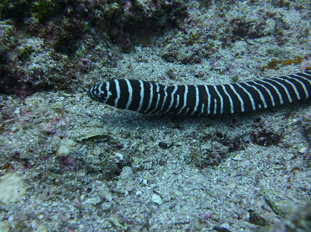 Buceo Carey-拉巴斯必去景点