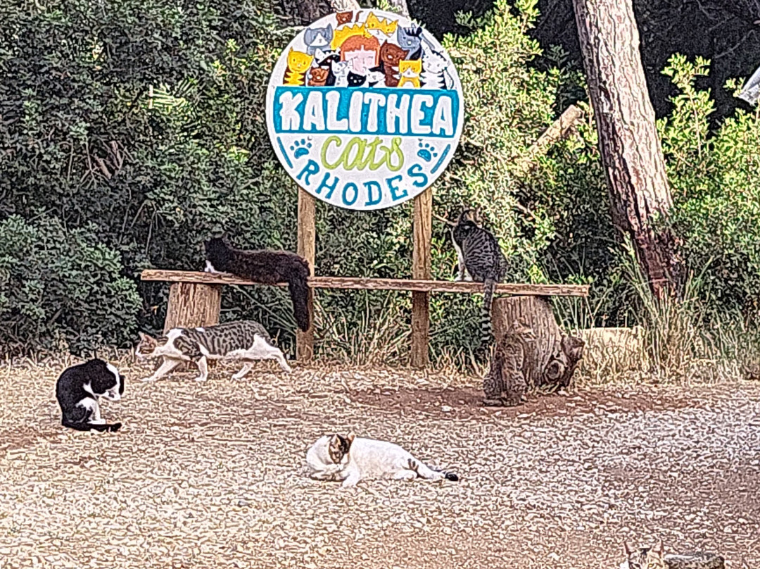 Kallithea Cats景点图片