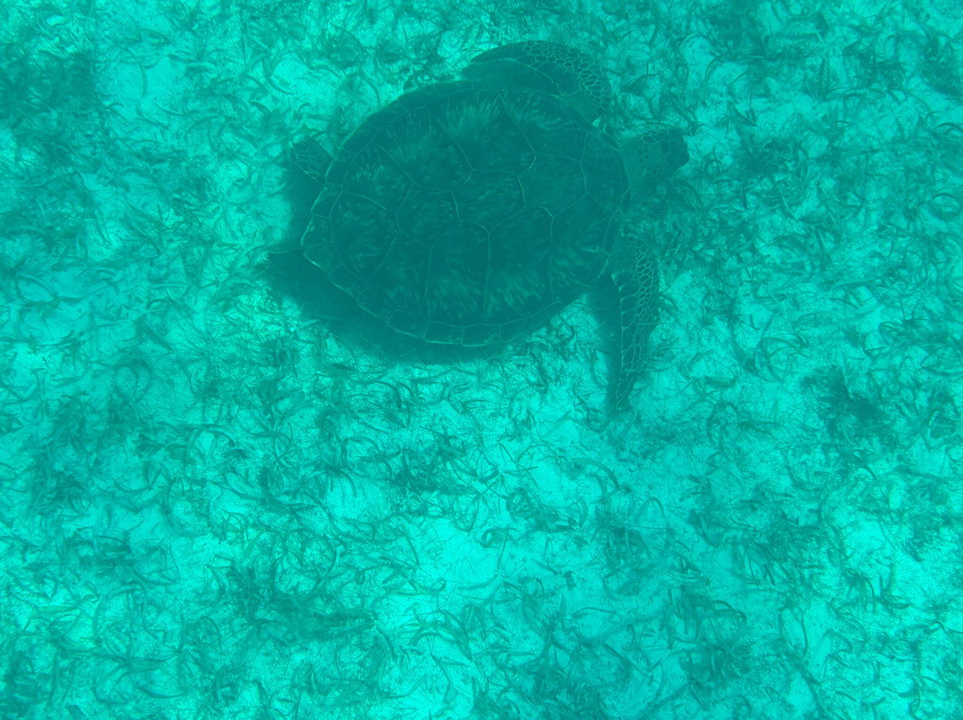 Tres Trapi Steps-Noord必去景点