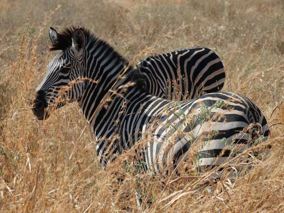 Mukuta Travels & Tours-Iringa必去景点