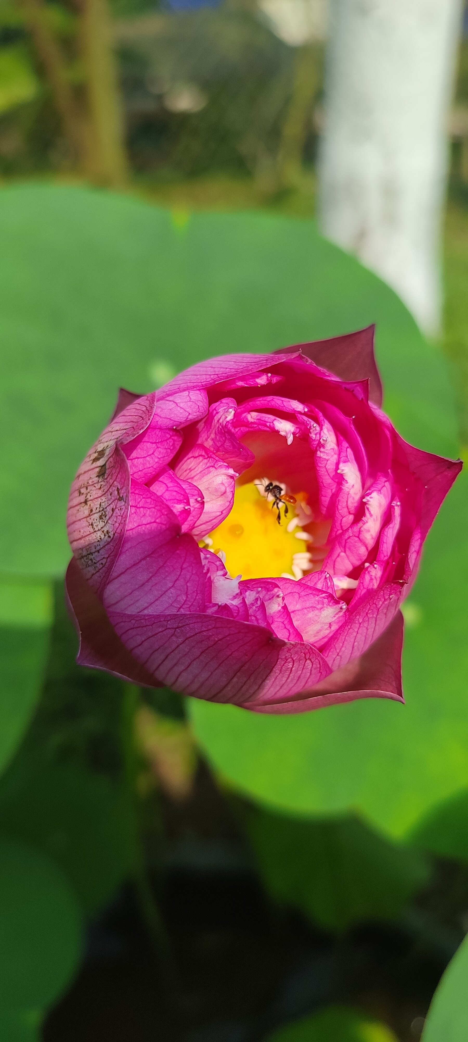 IORA - The Retreat, Kaziranga-官方
