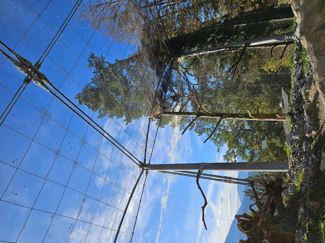 Alpenzoo-茵斯布鲁克必去景点