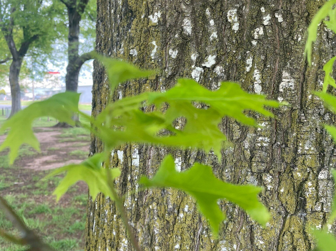 French's Park-Maffra必去景点