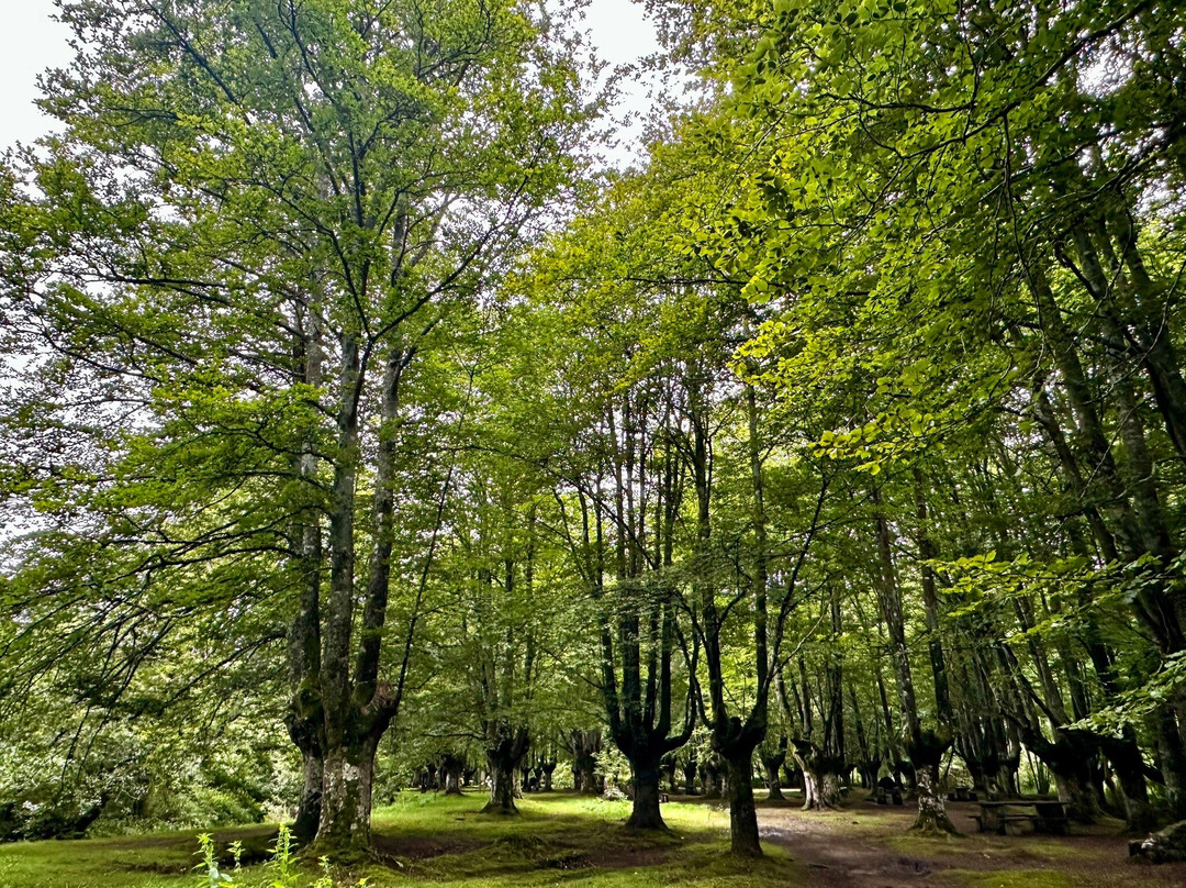 Gorbeia Parke Naturala景点图片