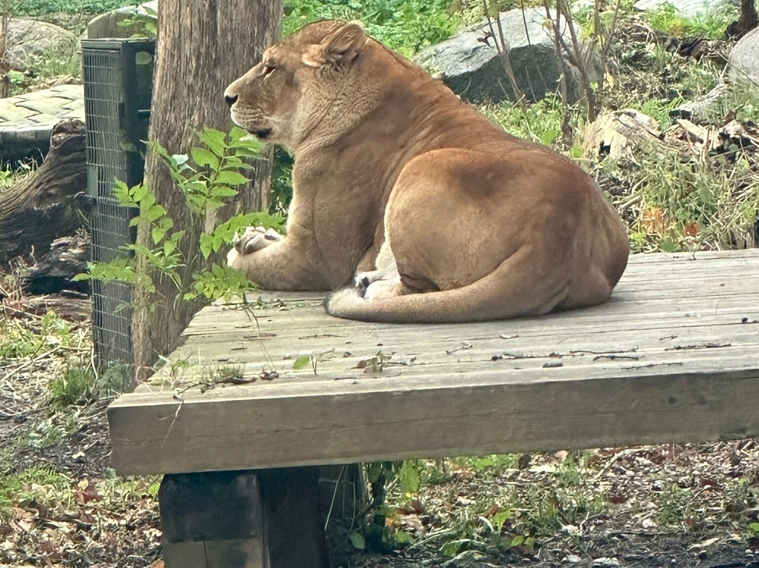 Kaliningrad Zoopark景点图片