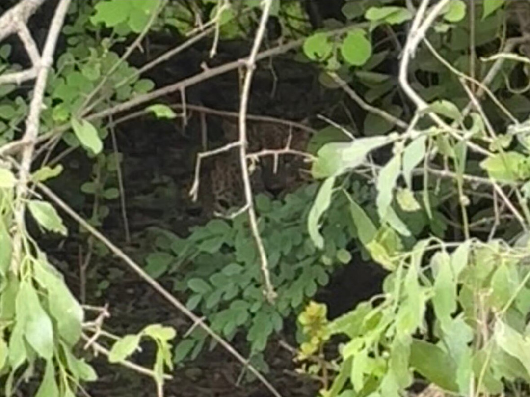 雅拉国家公园观赏野生动物-雅拉国家公园必去景点