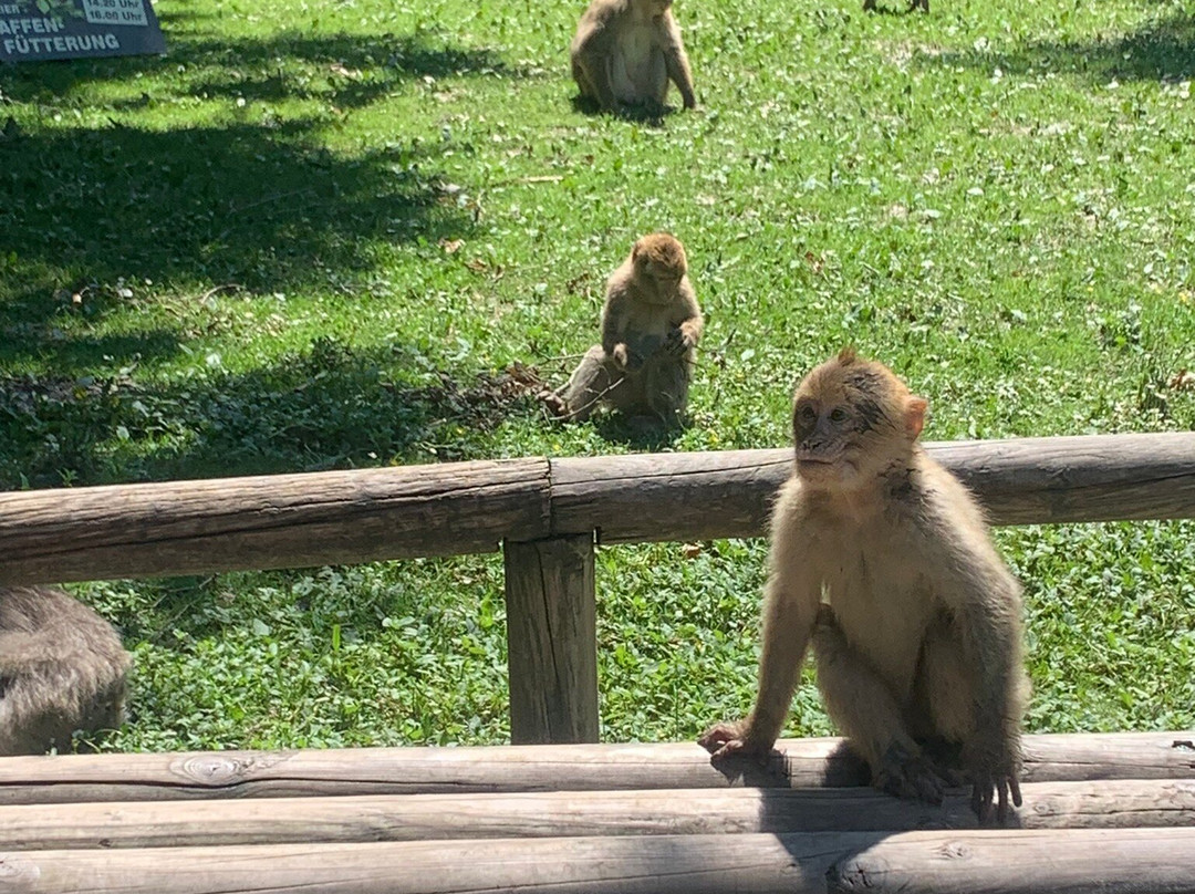 Affenberg Salem - Monkey Hill-塞勒姆必去景点