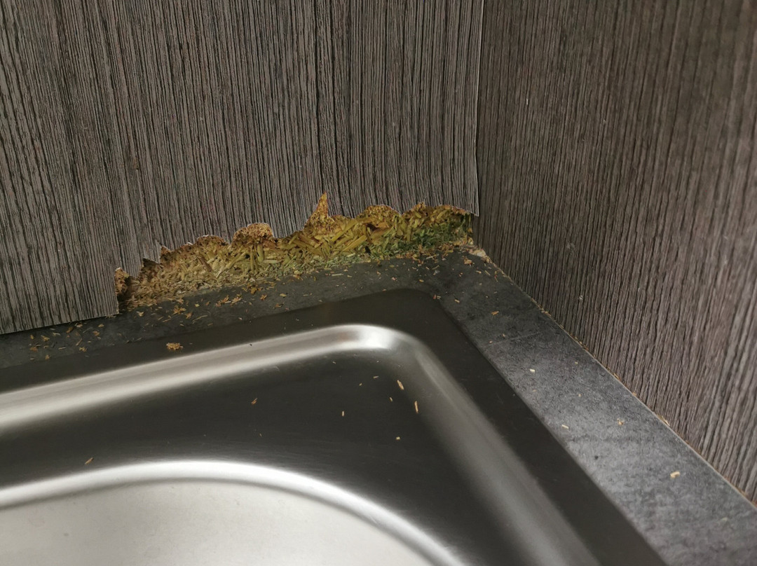 Best Western Endeavour Motel主图