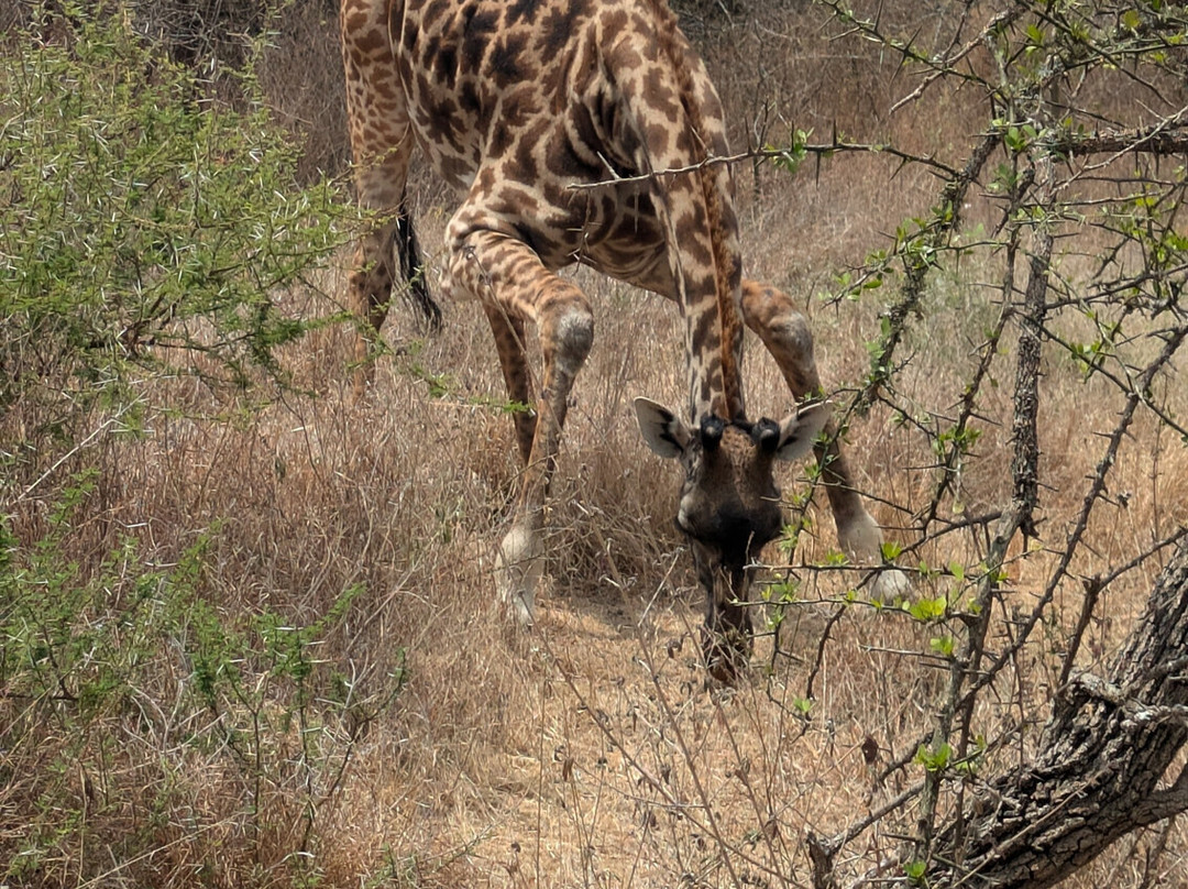 Arusha Giraffe Centre-阿鲁沙必去景点