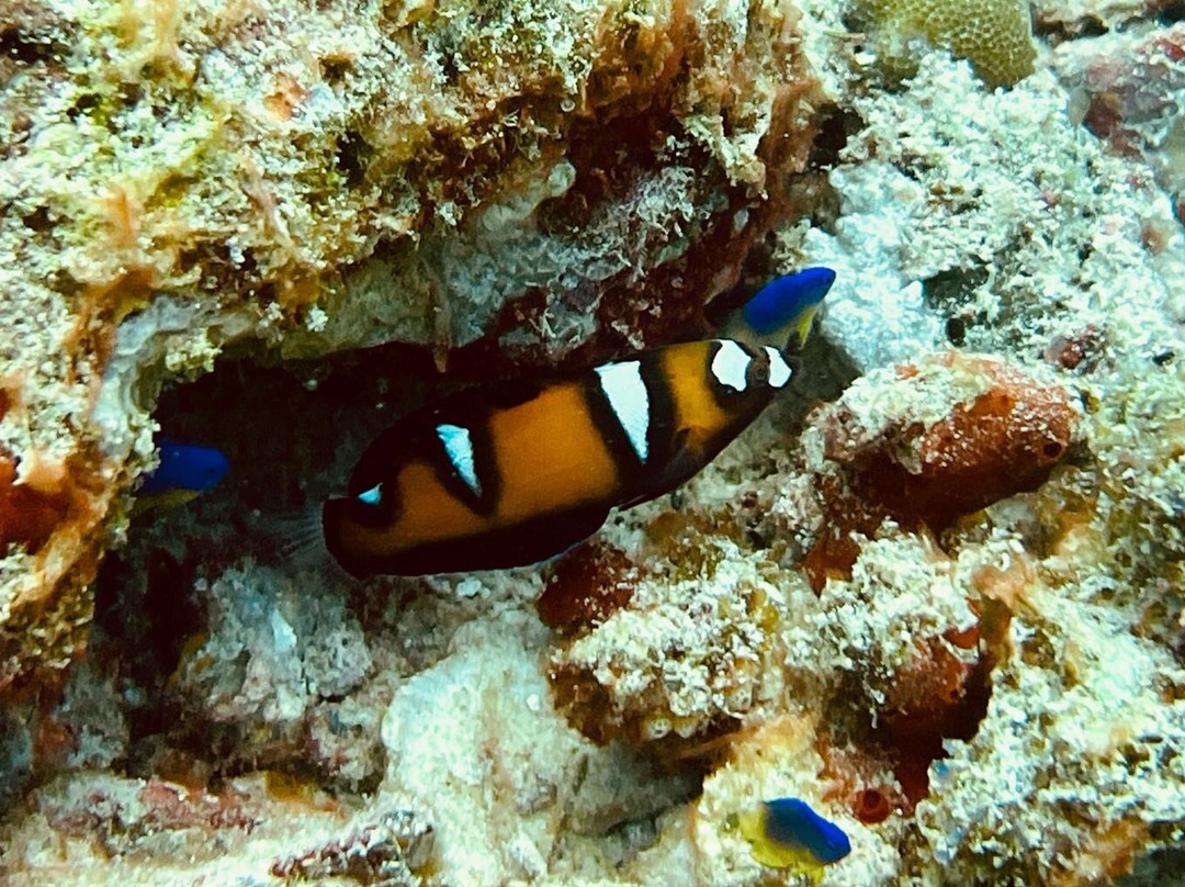 Equinoxe Ecole Seychelloise de Plongee景点图片