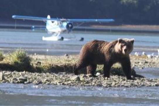 Sea Hawk Air-Kodiak必去景点