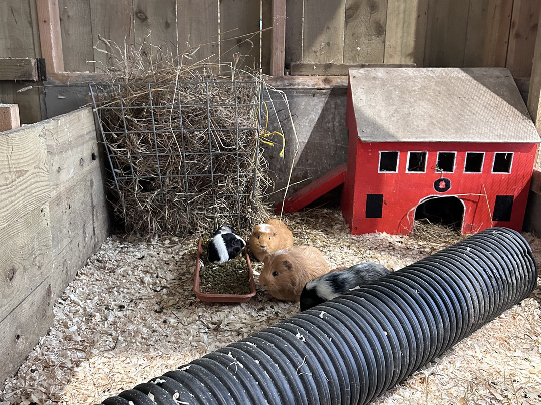 Wynford Farm Playbarn景点图片