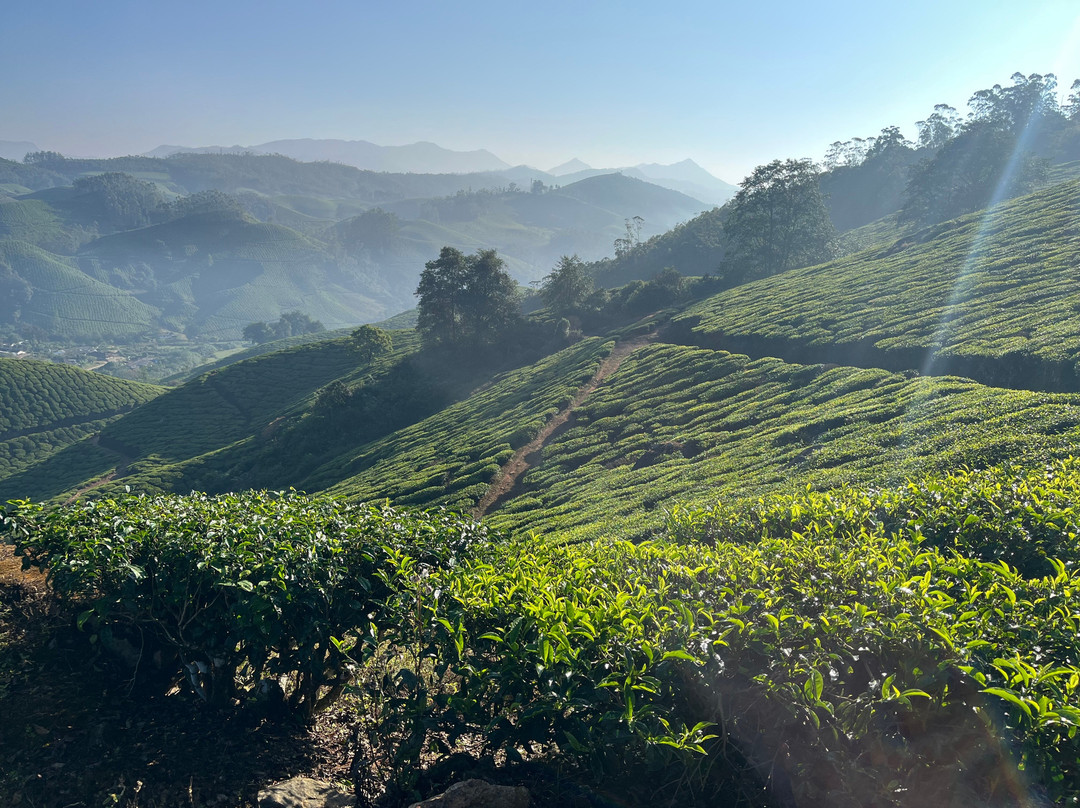 Munnar Trekking Adventure景点图片