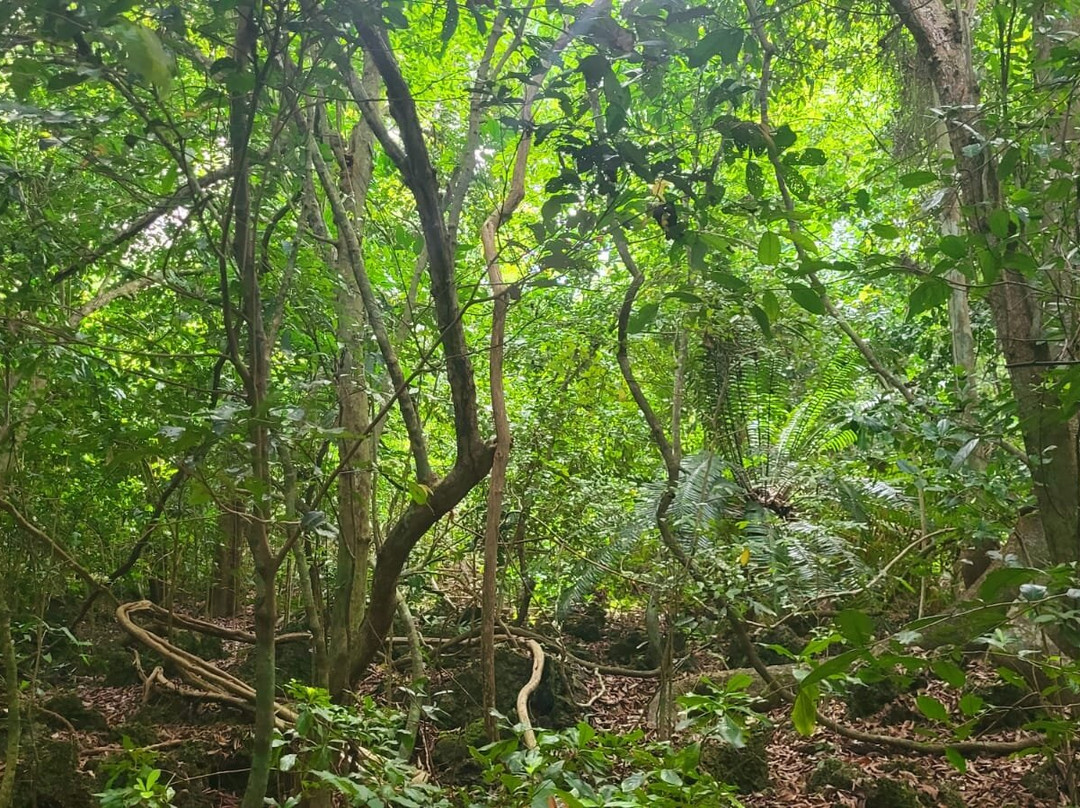 Kaya Kinondo Sacred Forest景点图片
