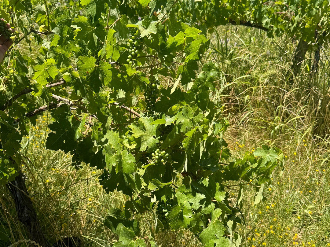 Vina Escondida de Colchagua景点图片