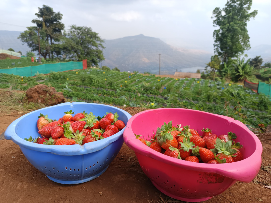 Laxmi Strawberry Farm景点图片