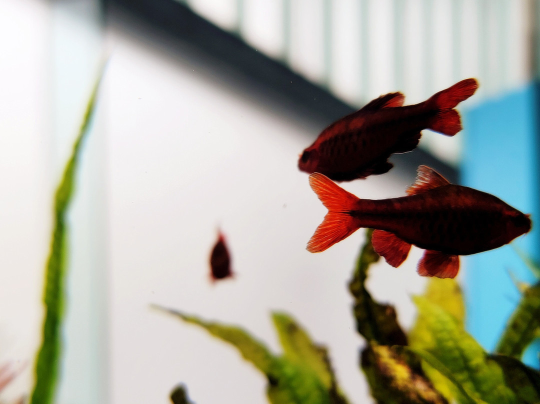 Nakagawa Aquatic Park-太田原市必去景点