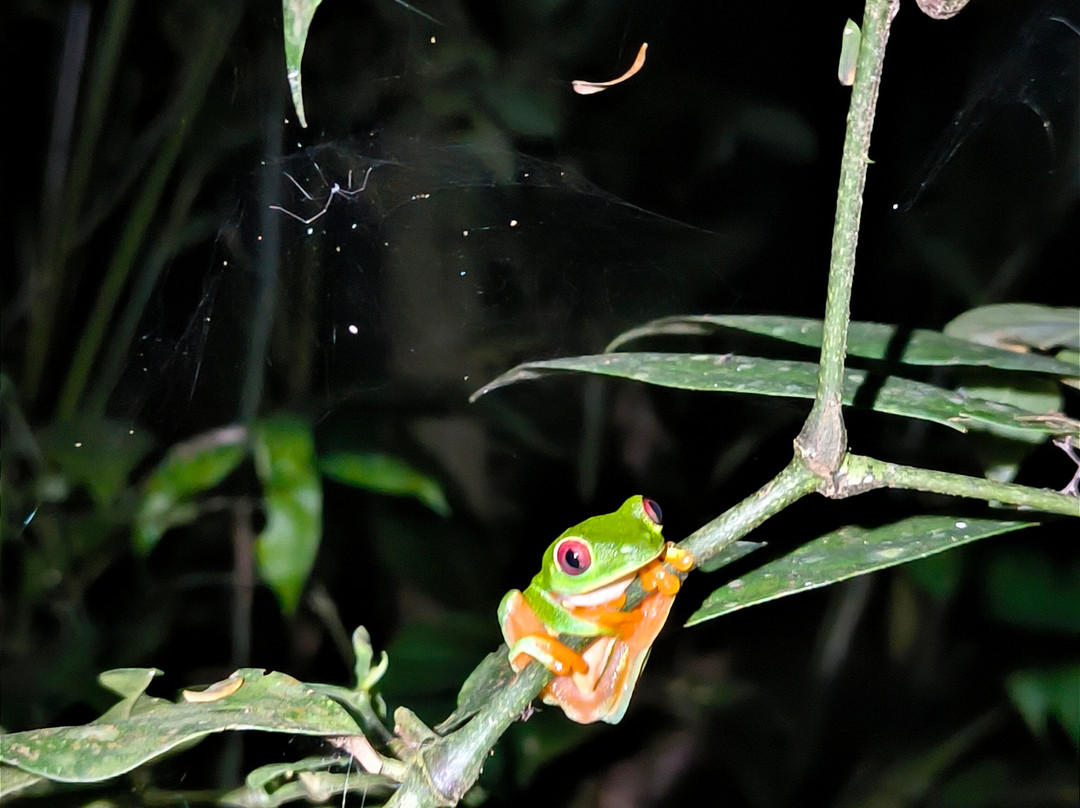 Jungle Night Walk景点图片