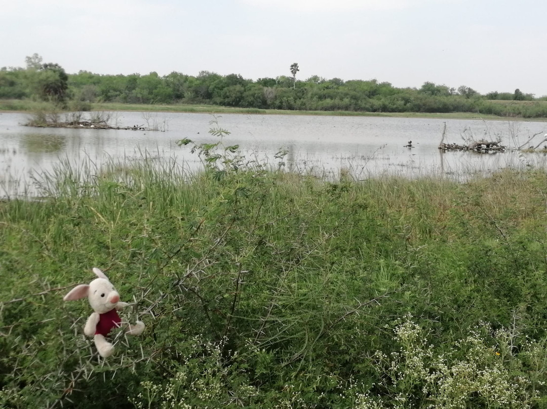 Santa Ana National Wildlife Refuge-Alamo必去景点