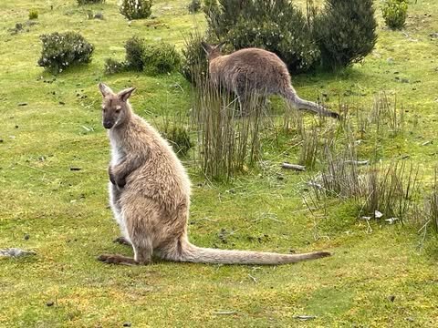 Peppers Cradle Mountain Lodge-浴室
