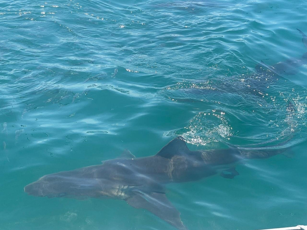 White Shark Divers-干斯拜必去景点