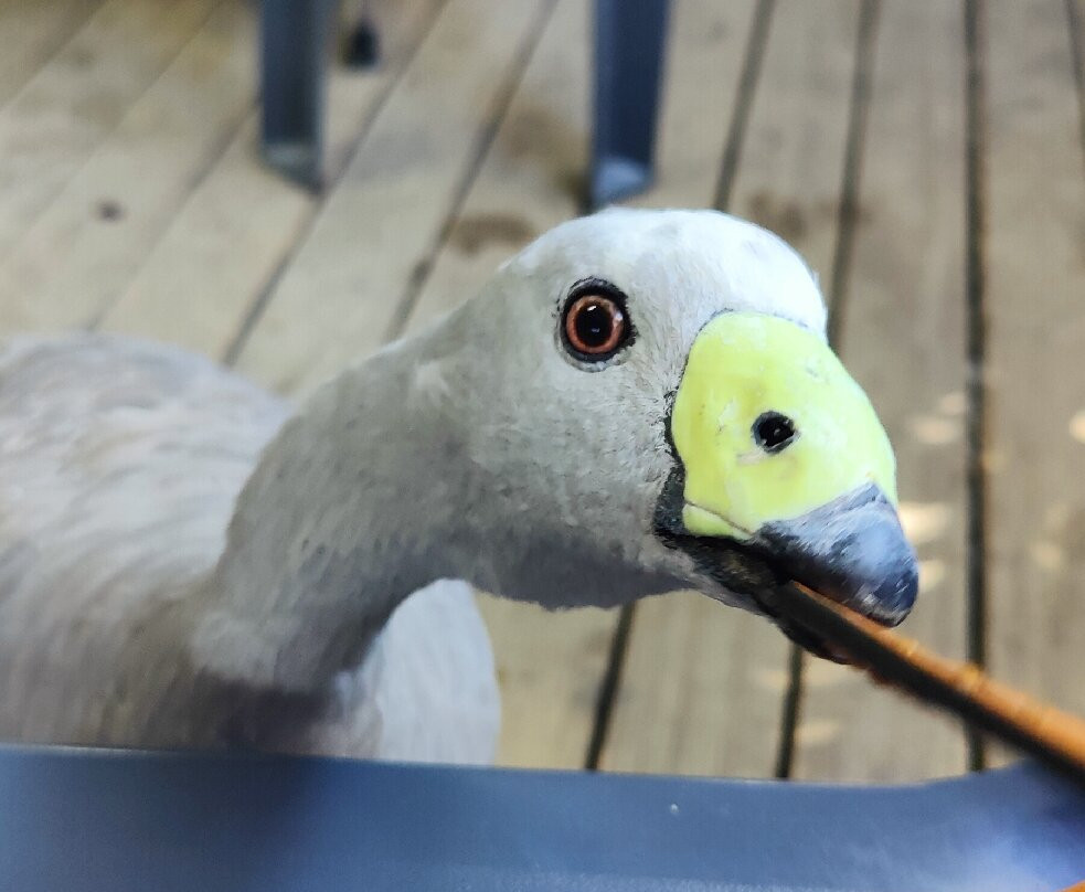 Gorge Wildlife Park景点图片