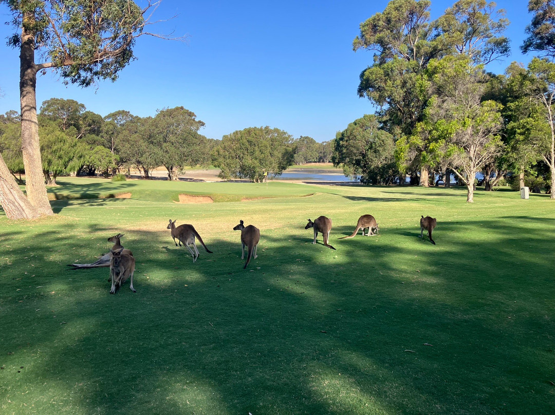 Lake Karrinyup Golf Club景点图片