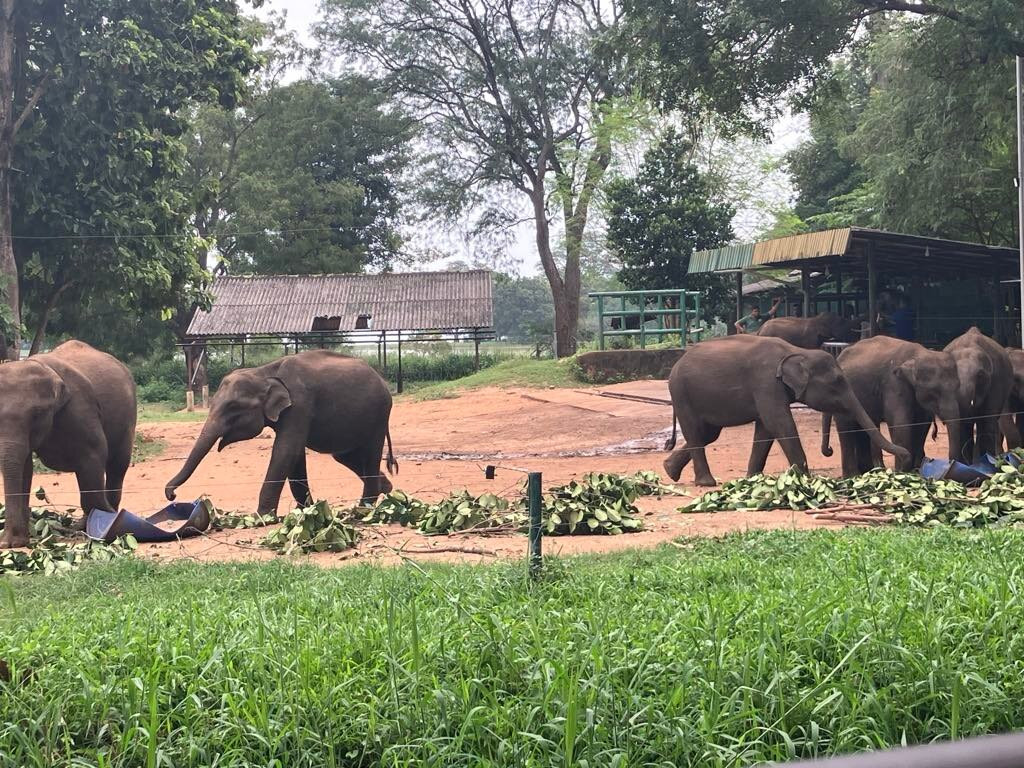 Green Lanka Travel and Tourism-Meegoda必去景点