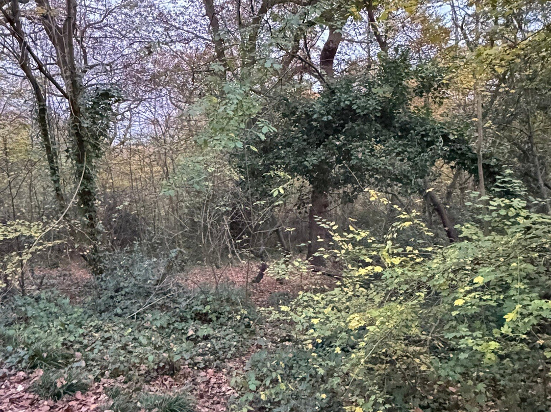Queen's Wood-Crouch End必去景点