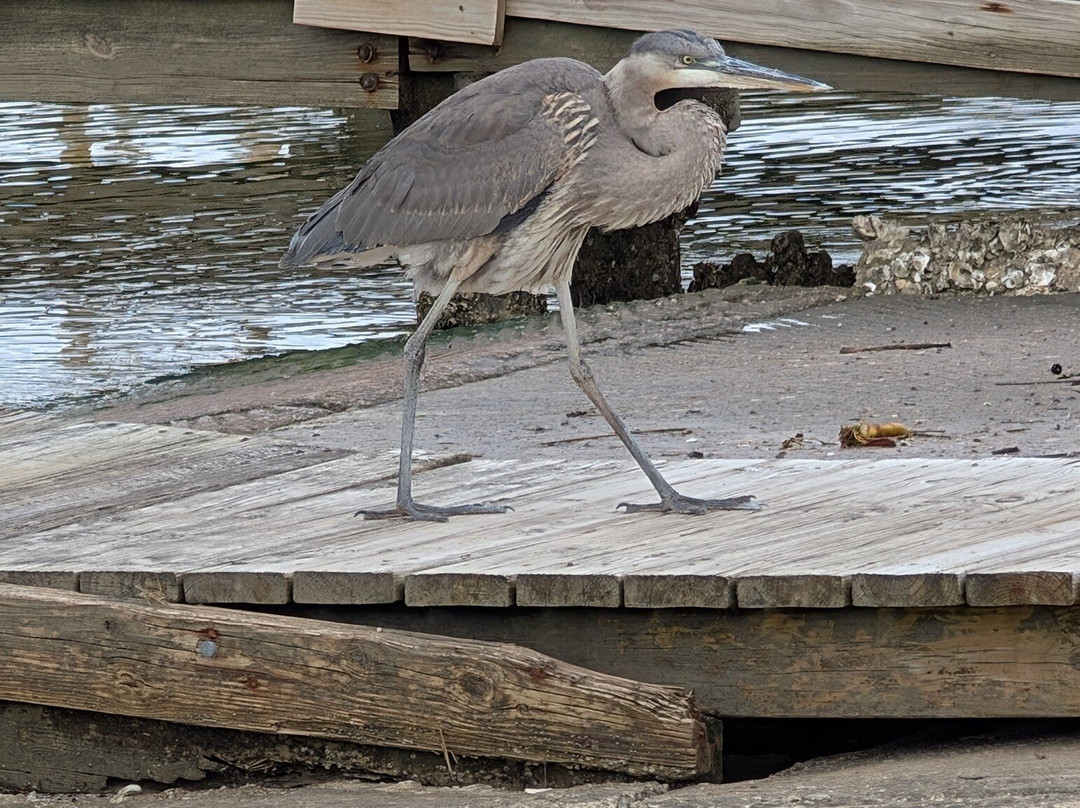 Mobile Bay Ferry景点图片