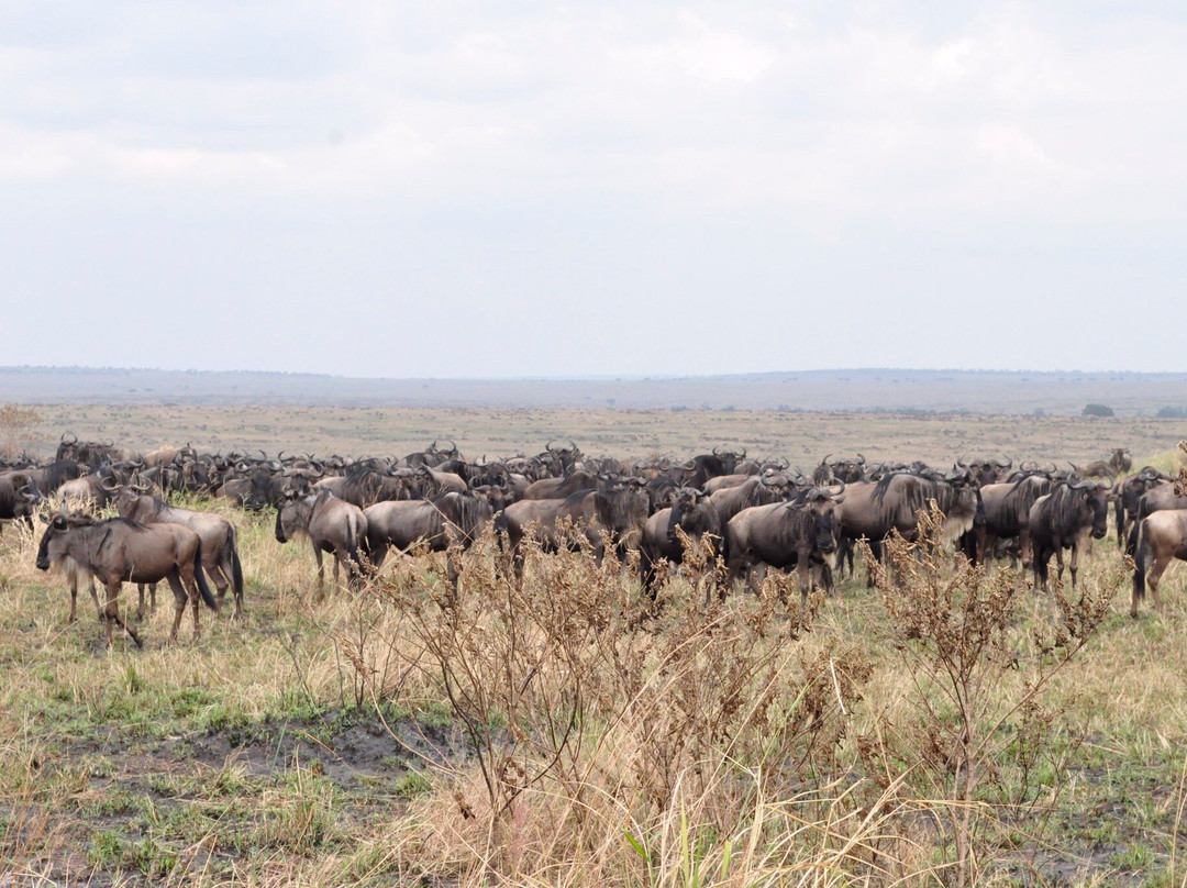Mara Baloon Safari.-Talek必去景点