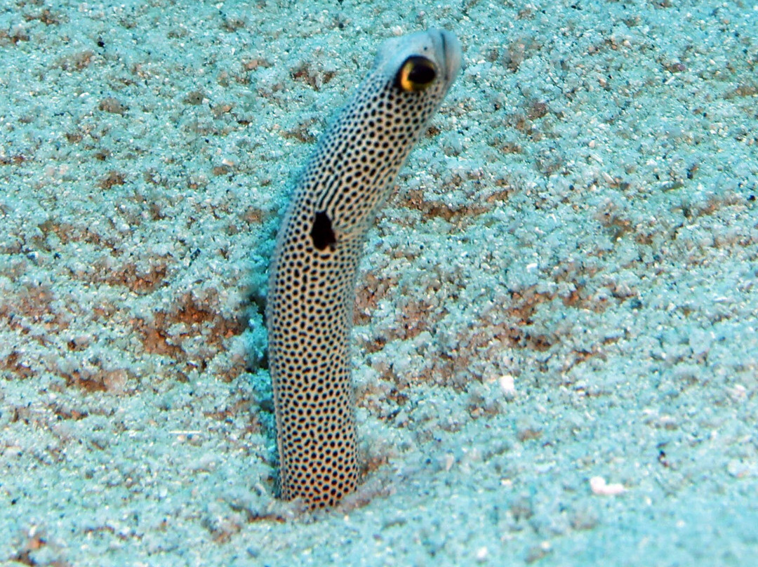 Dive Spirit Mauritius景点图片