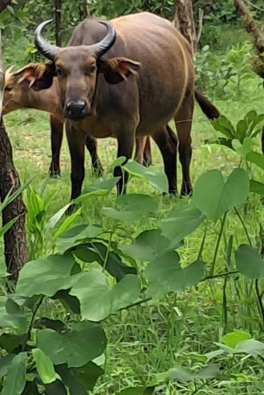 Benin Todji Tours-Akpro-Misserete必去景点