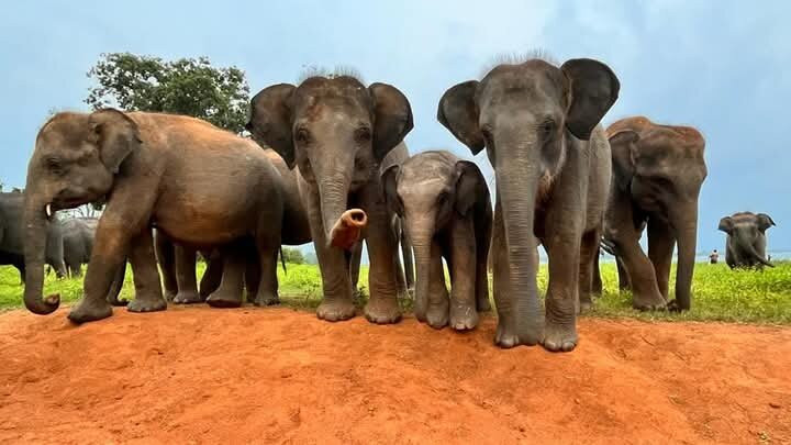 Udawalawe National Park Safari