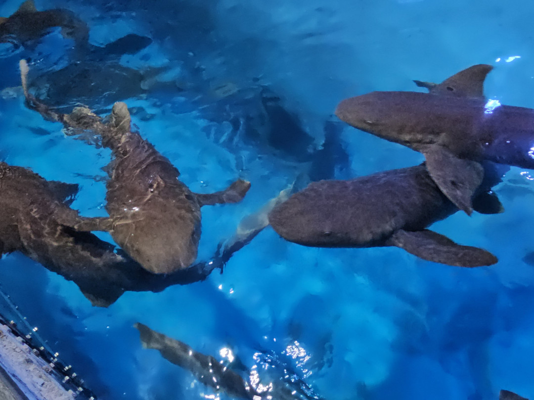 Branson's Wild World-布兰森必去景点