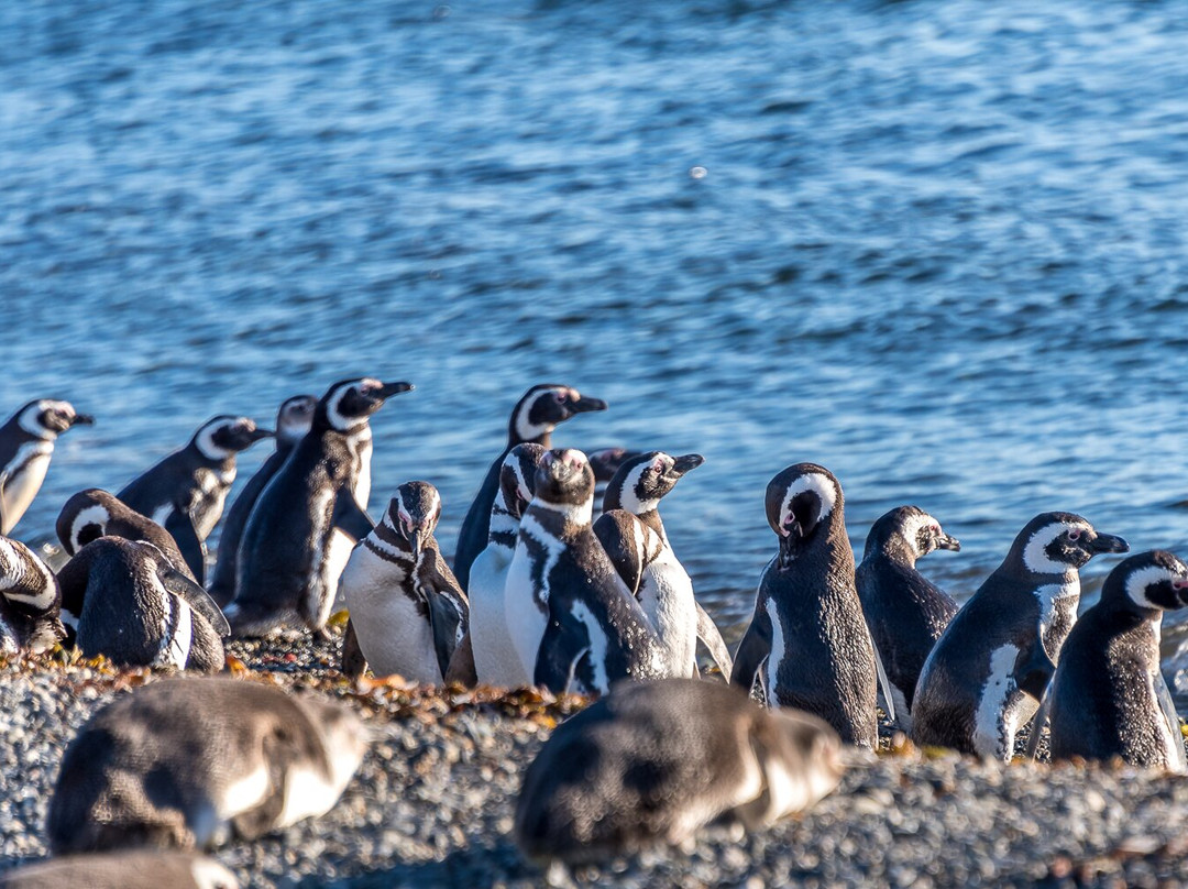 Monumento Natural Los Pinguinos景点图片