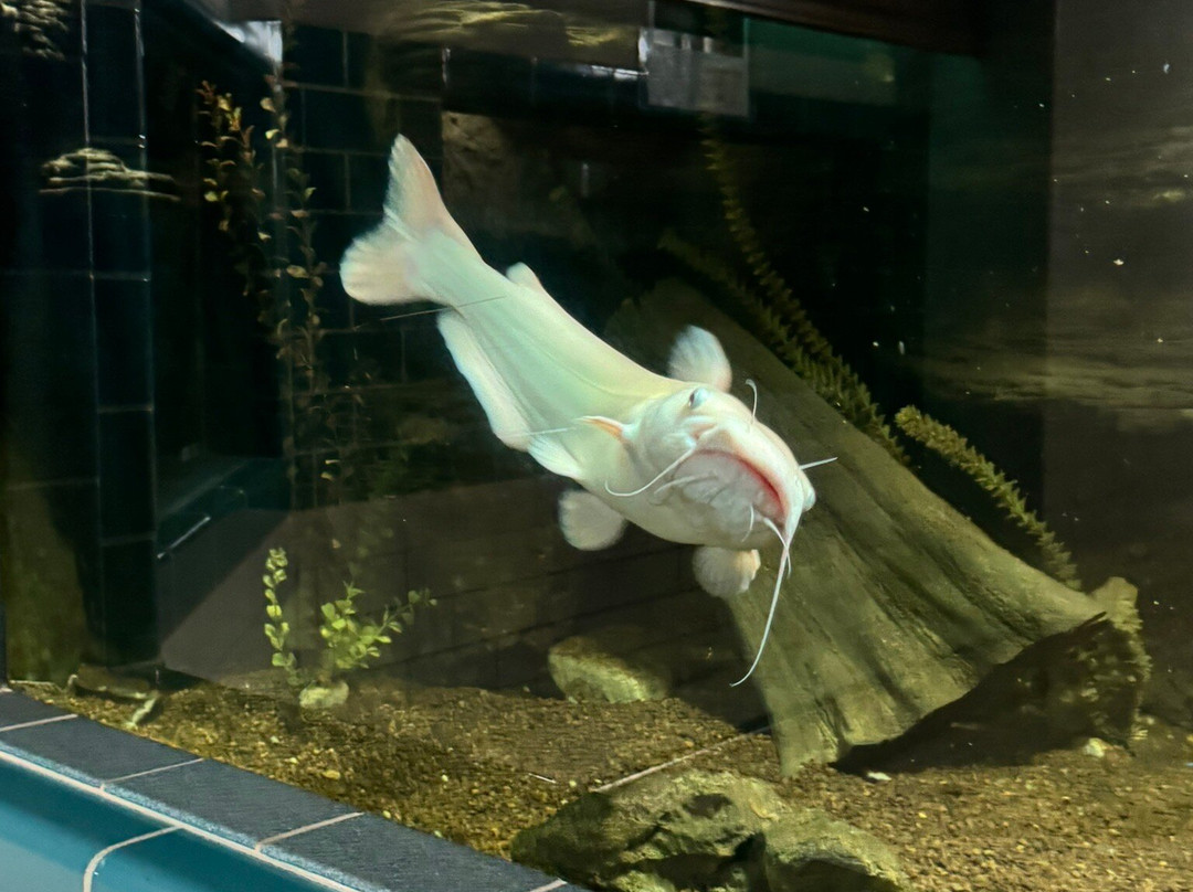 National Fish Hatchery & Aquarium景点图片