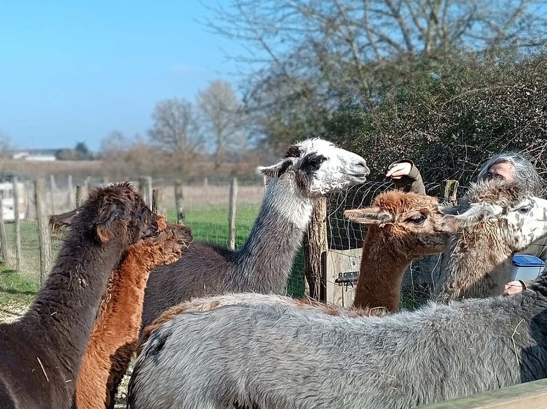 Lama Émoi景点图片