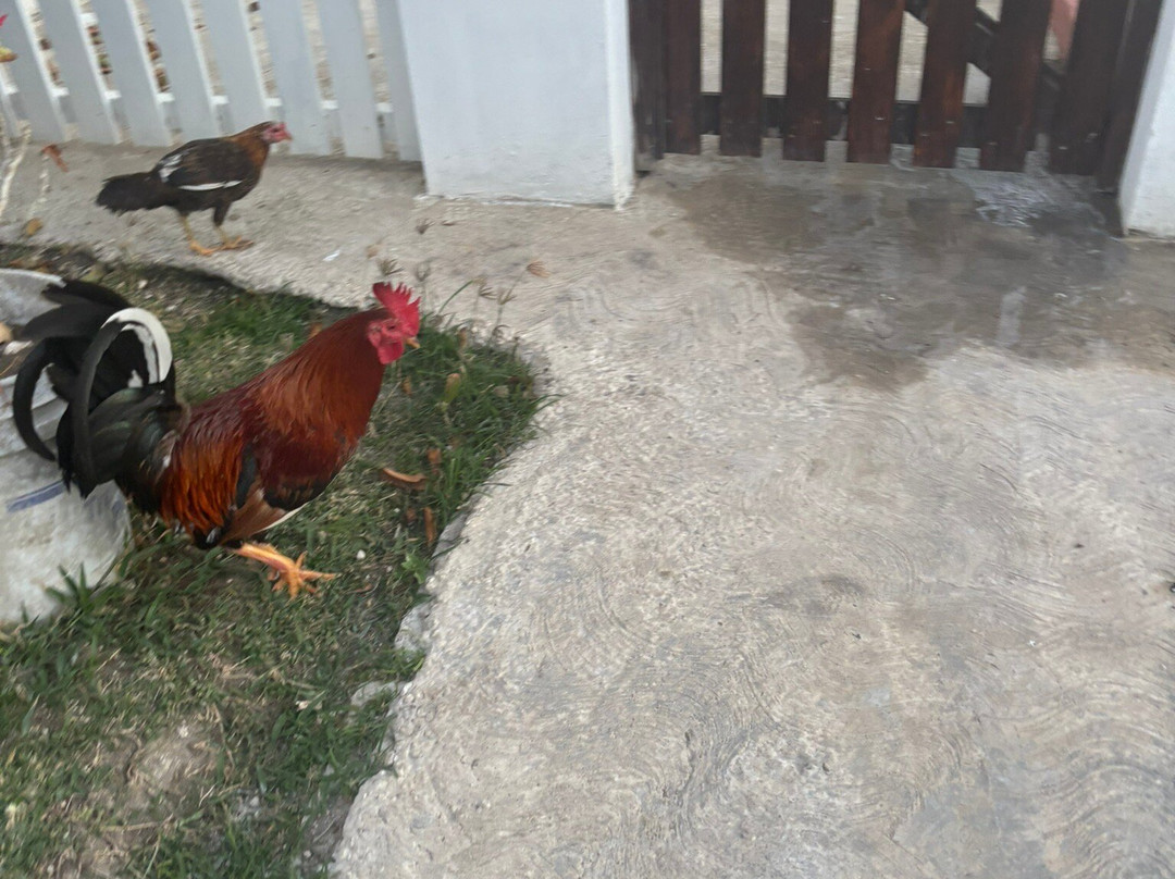 Ocean Spray Beach Apartments主图