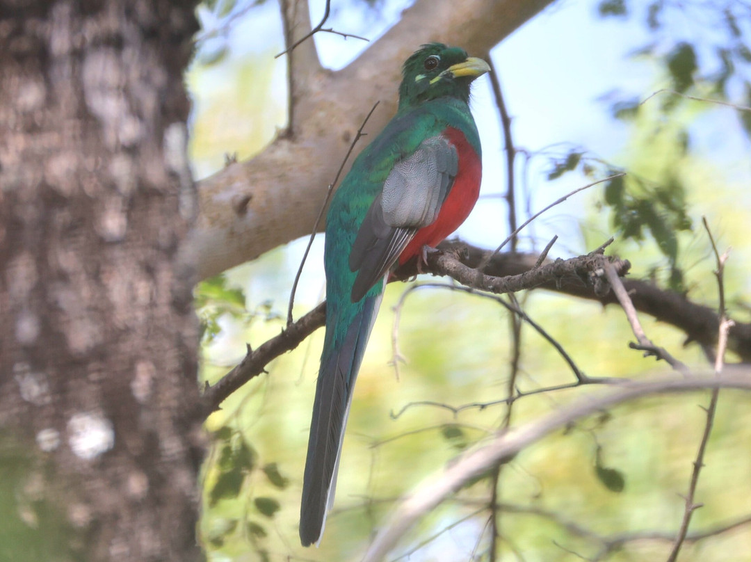 Adventure Birding Tours-特马必去景点
