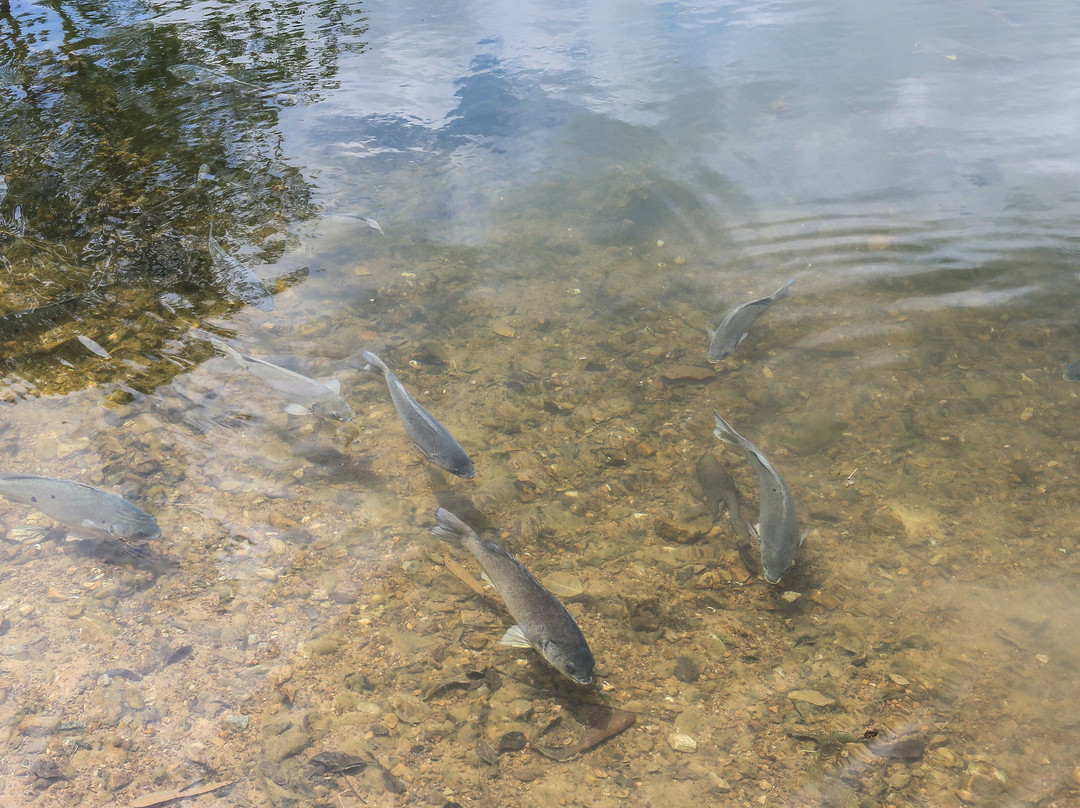 EcoPark Fishing World & Farm Stay景点图片