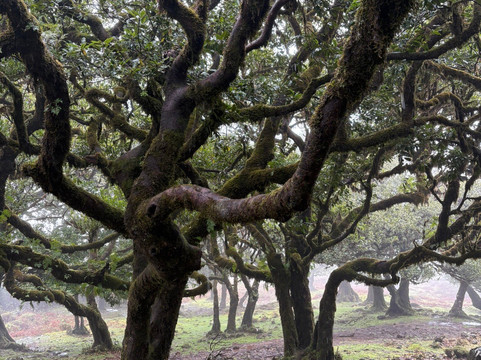 True Spirit-沙尔必去景点