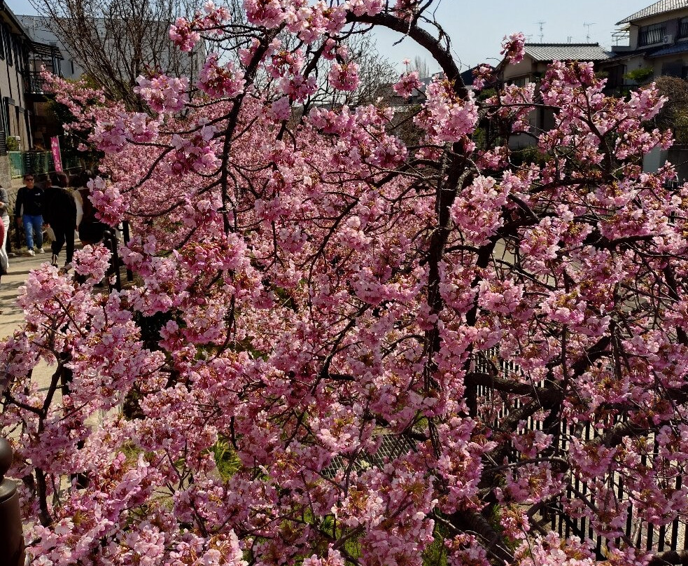 Yodoryokuchi Park-京都市必去景点
